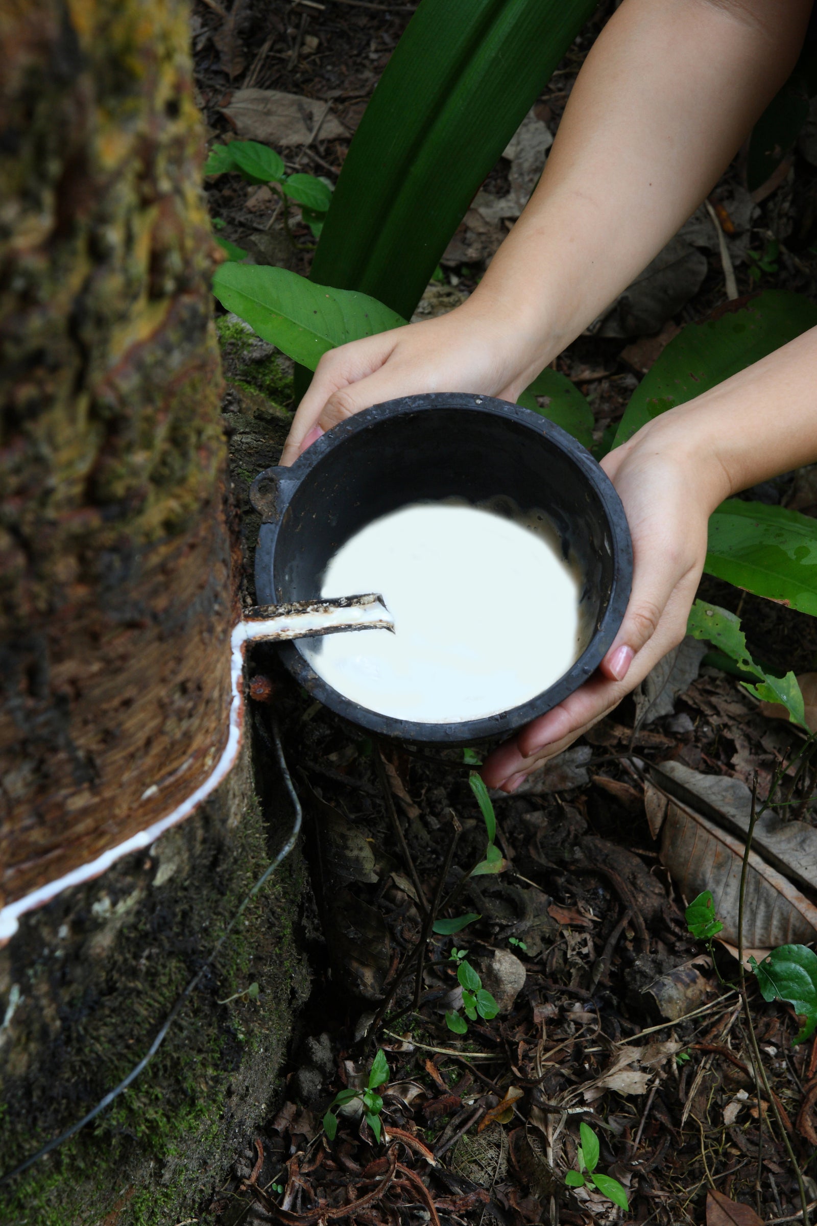 MYTH: “Single Origin” and “Old-Growth” latex make better quality mattresses